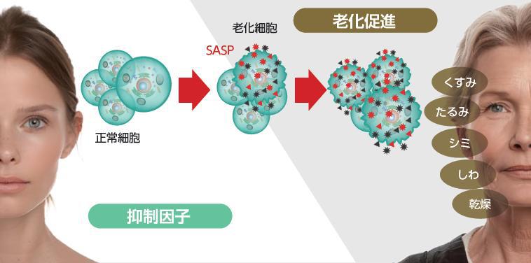 老化細胞が蓄積すると