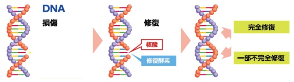 DNA修復機能