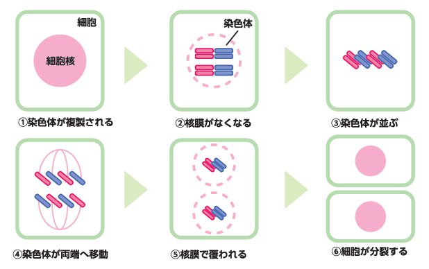 細胞分裂のしくみ