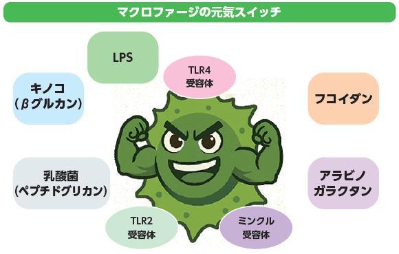 自然由来の免疫サポート成分