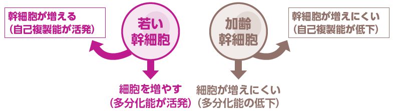 若い幹細胞と加齢幹細胞の違い