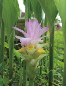 ウコンの花