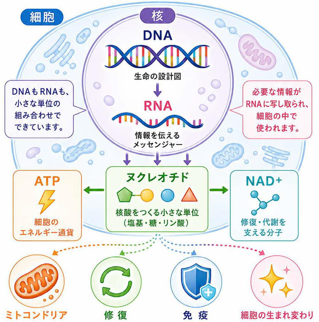 核酸のしくみ