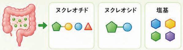 消化・吸収