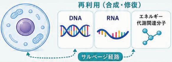 細胞で再利用