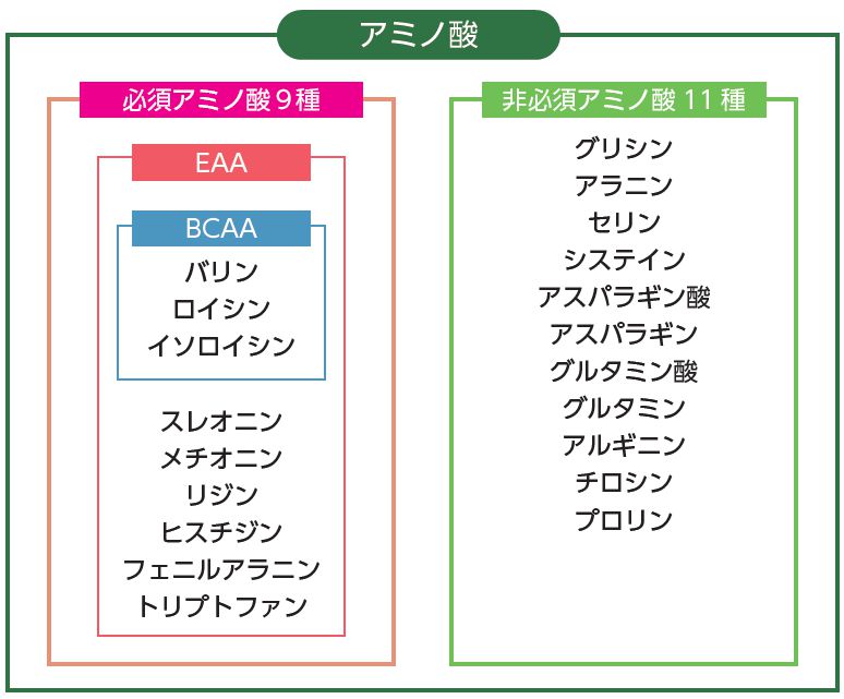 アミノ酸の種類